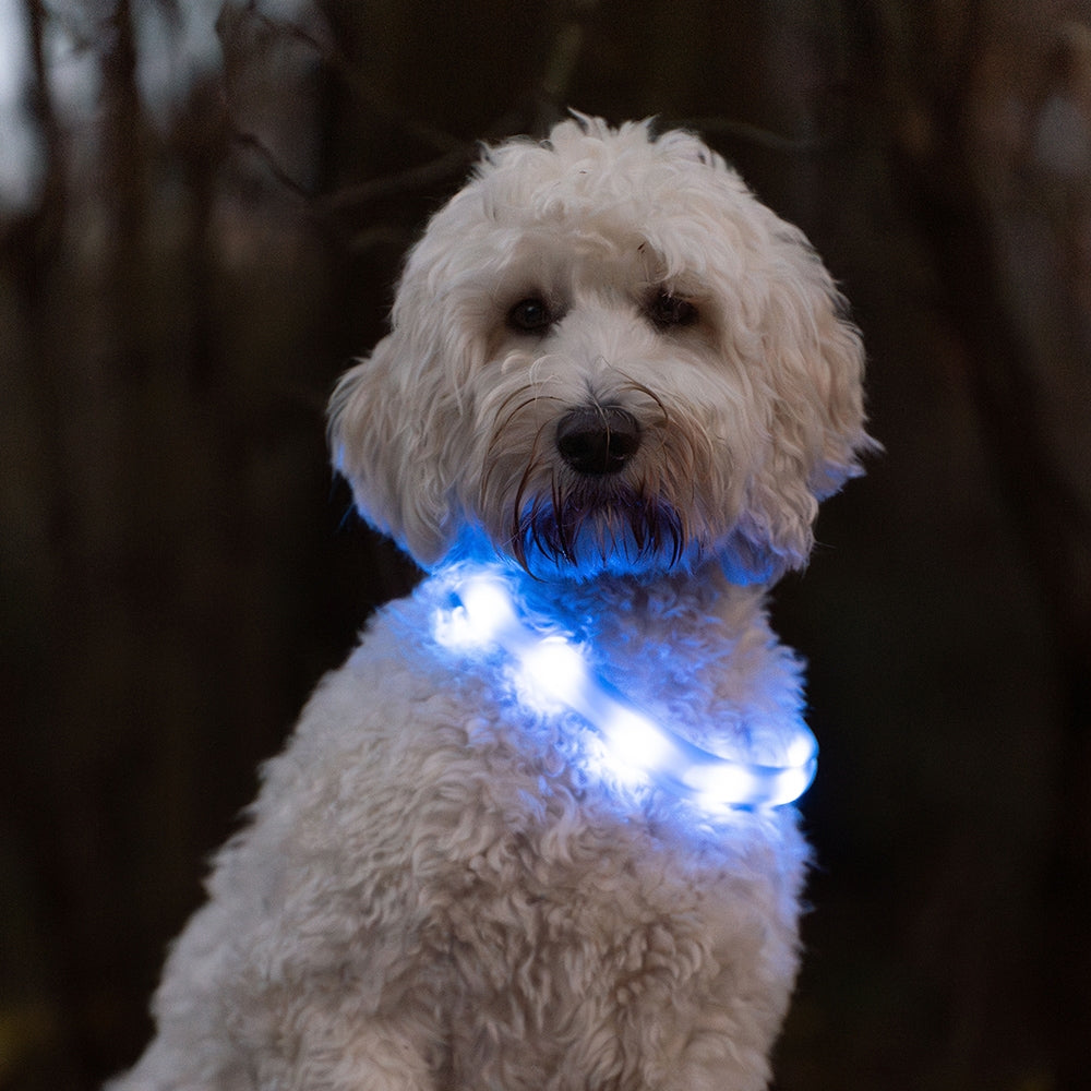Nobby LED VISIBLE Hundaól BLÁ