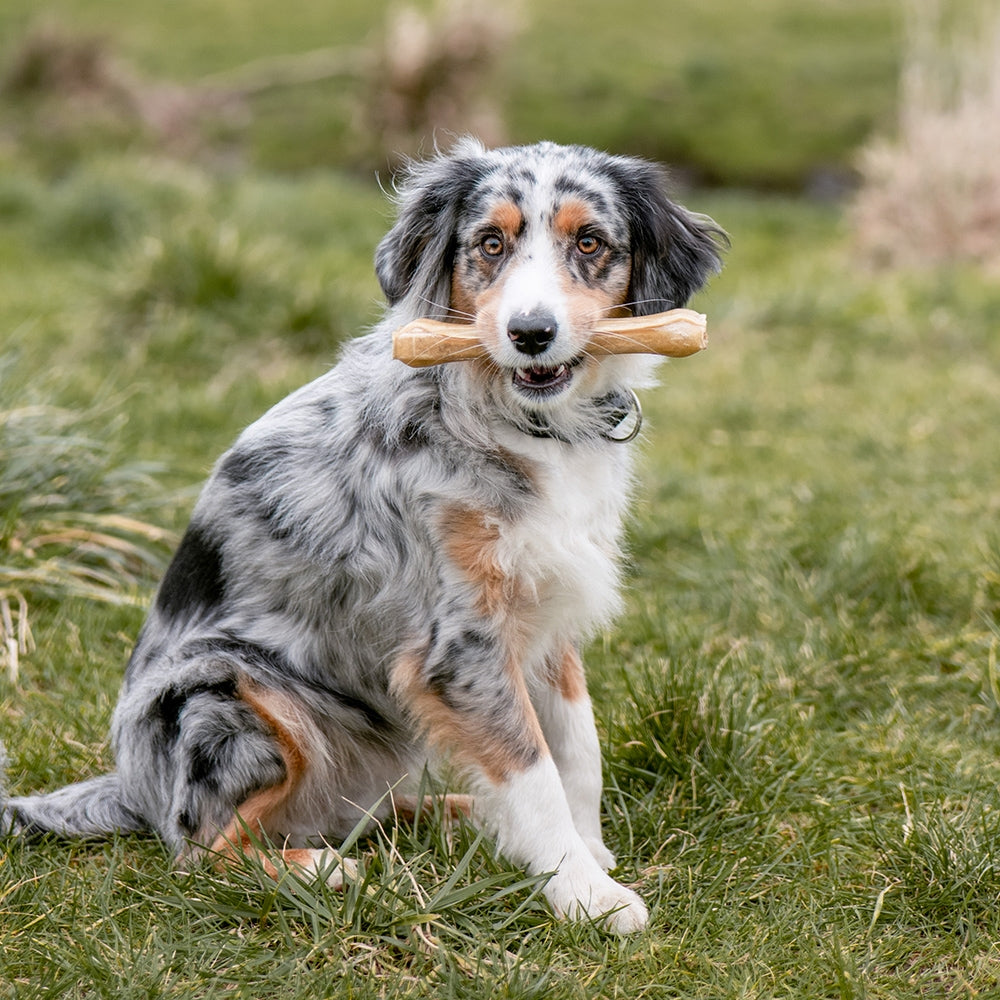 Nobby DogChews Nagbein 2stk M/L 21,5 cm 170 gr