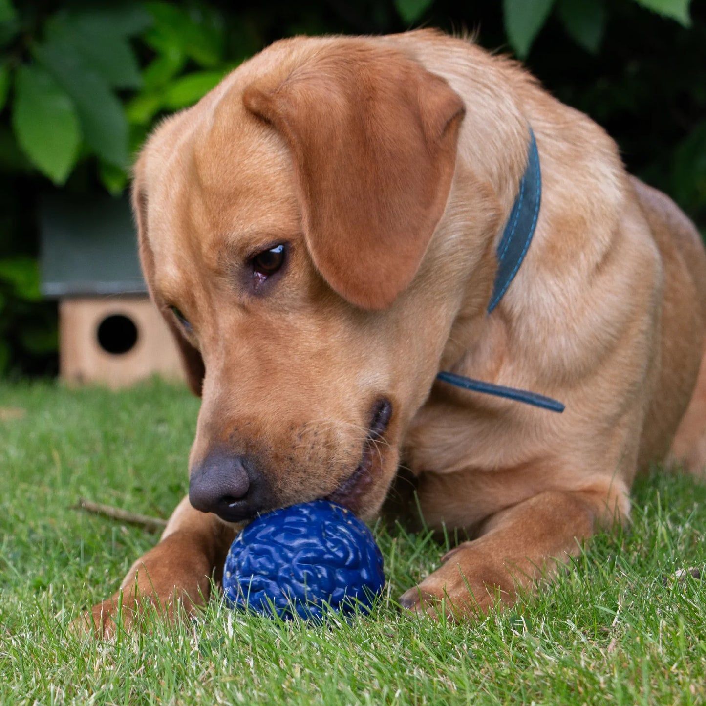 Örva Brain Ball, bolti fyrir góðgæti 11 cm