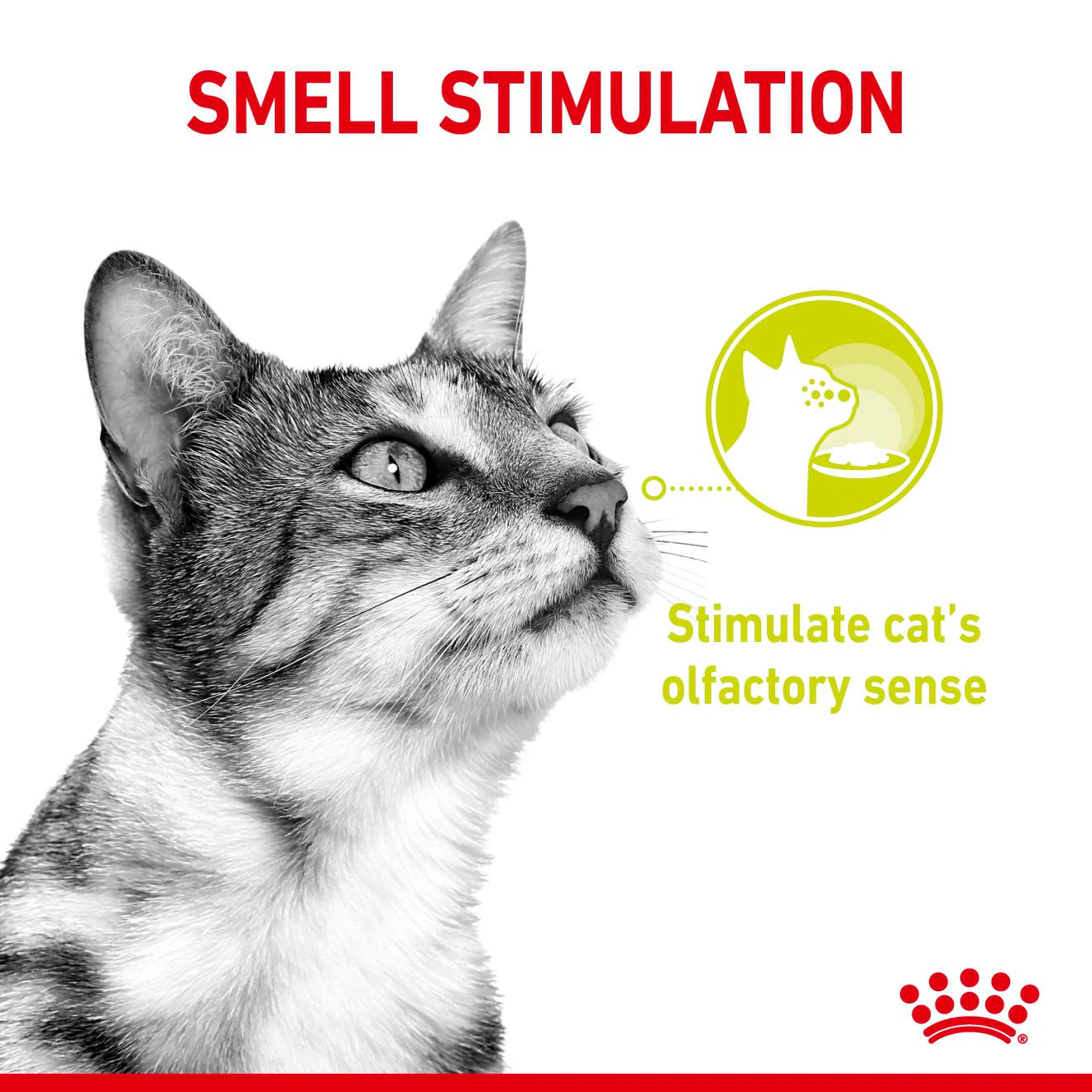 RC Cat SENSORY Smell - BLAUTFÓÐUR