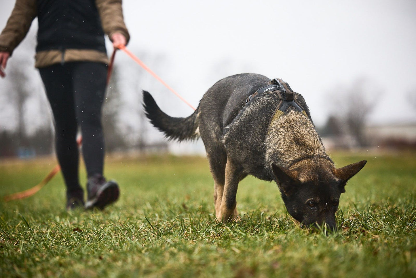 Line harness grip Working Dog