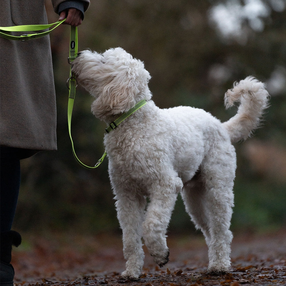 Nobby Training Leash "FULL REFLECT" GULUR taumur 2m