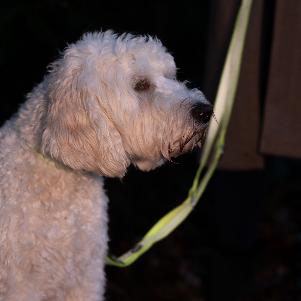 Nobby Training Leash "FULL REFLECT" GULUR taumur 2m