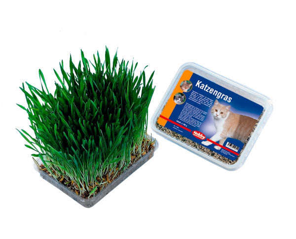 NOBBY Cat GRASS - kattagras