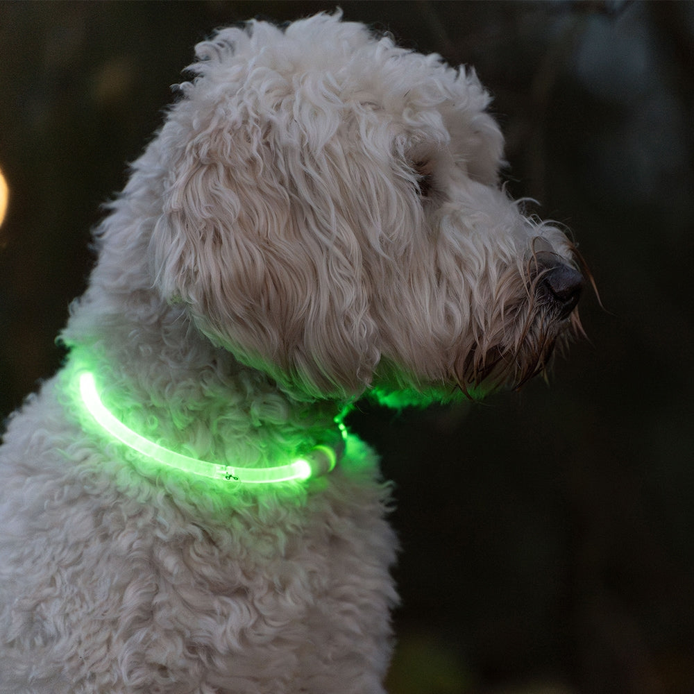 Nobby LED VISIBLE Hundaól GRÆN