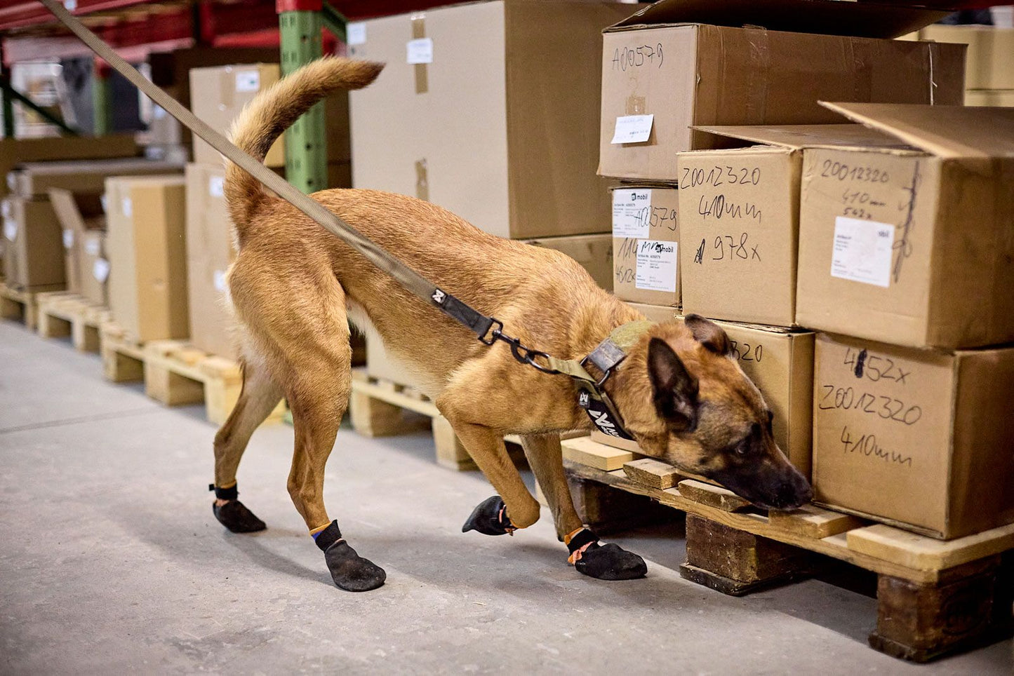 Solid collar "Working Dog" Black (ýmsar stærðir)