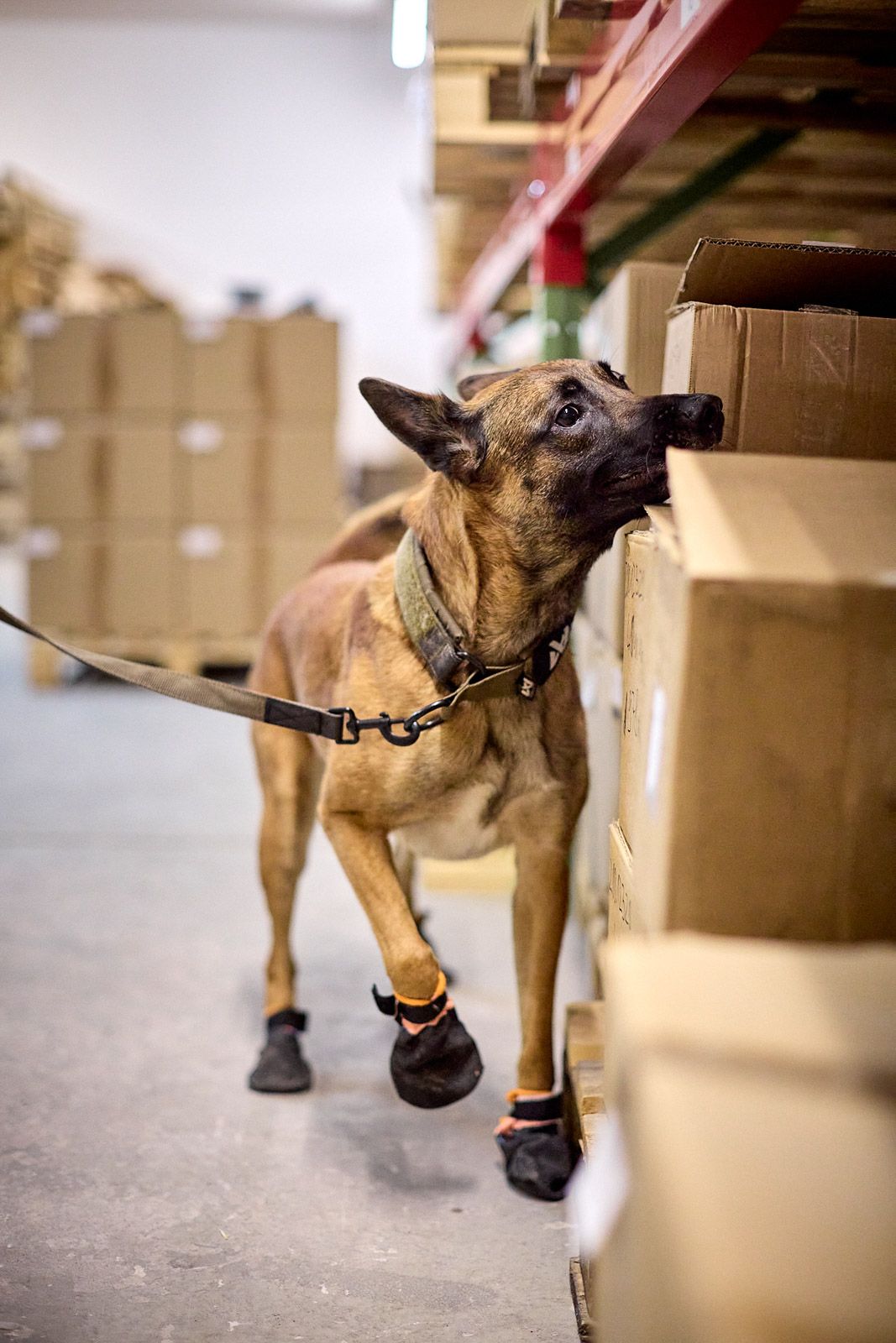 Solid collar "Working Dog" Olive græn