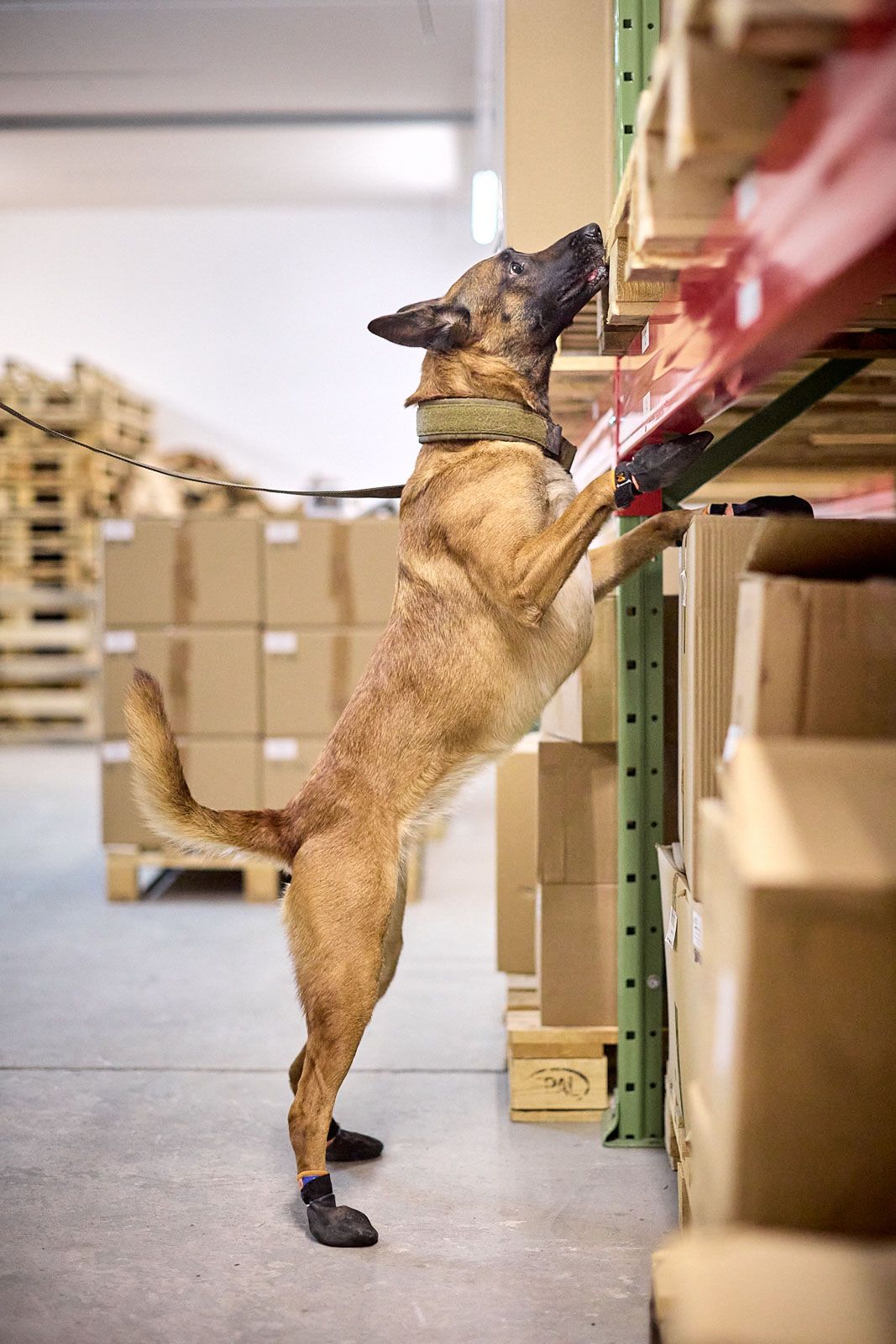 Solid collar "Working Dog" Black (ýmsar stærðir)