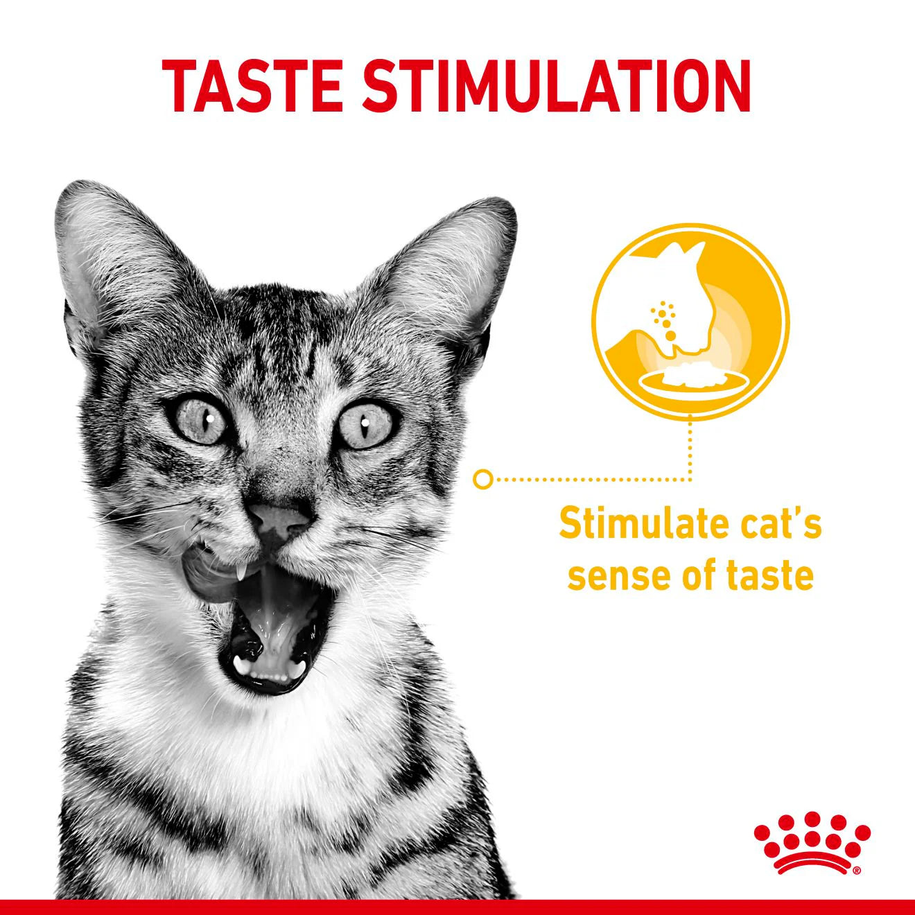 RC Cat SENSORY Taste - BLAUTFÓÐUR