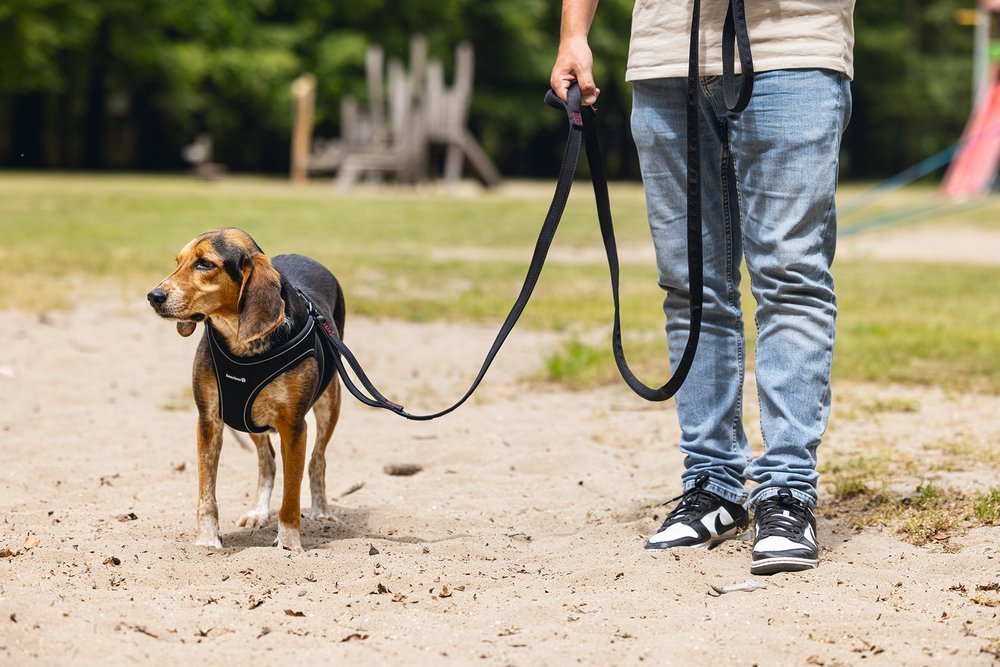 BeeZtees Parinca Premium Leash TAUMUR 3m (3 litir)