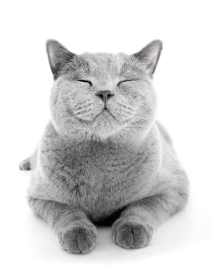 FELIWAY CLASSIC Happy Cat innstunga + 48 ml áfylling, mynd 3