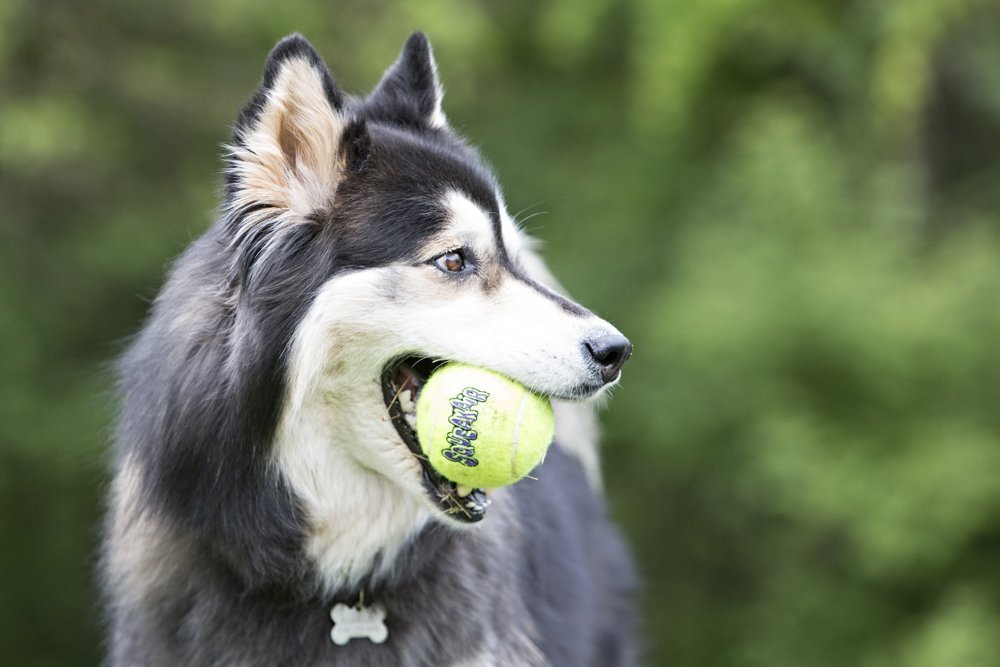 KONG Air Dog Squeaker Tennis Ball (3 stærðir)