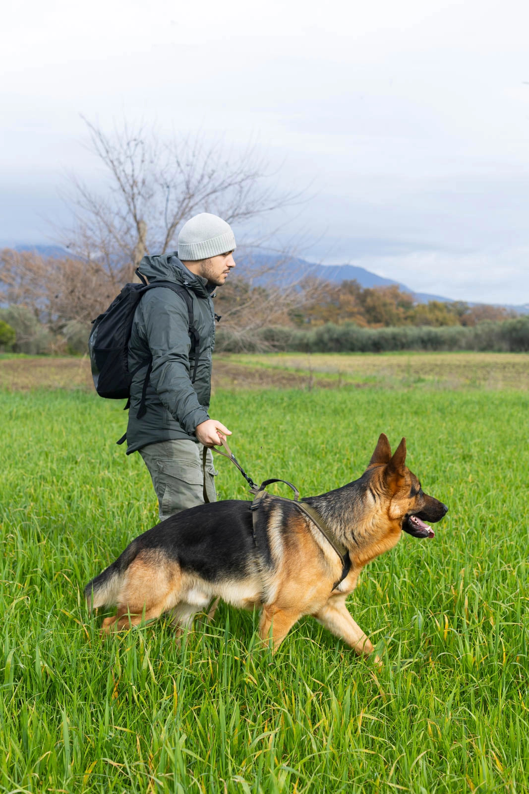 Touring bungee "working dog" 2,8m 23mm Olive grænn