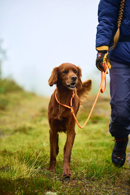 Non-stop RETRIEVER LEASH Orange, mynd 2
