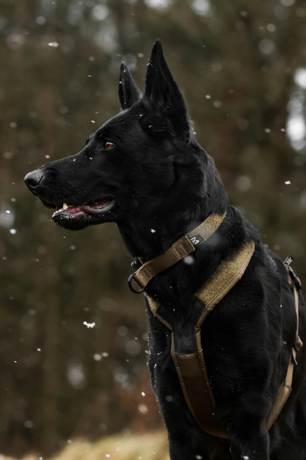 Solid adjustable collar Working Dog - Olive græn