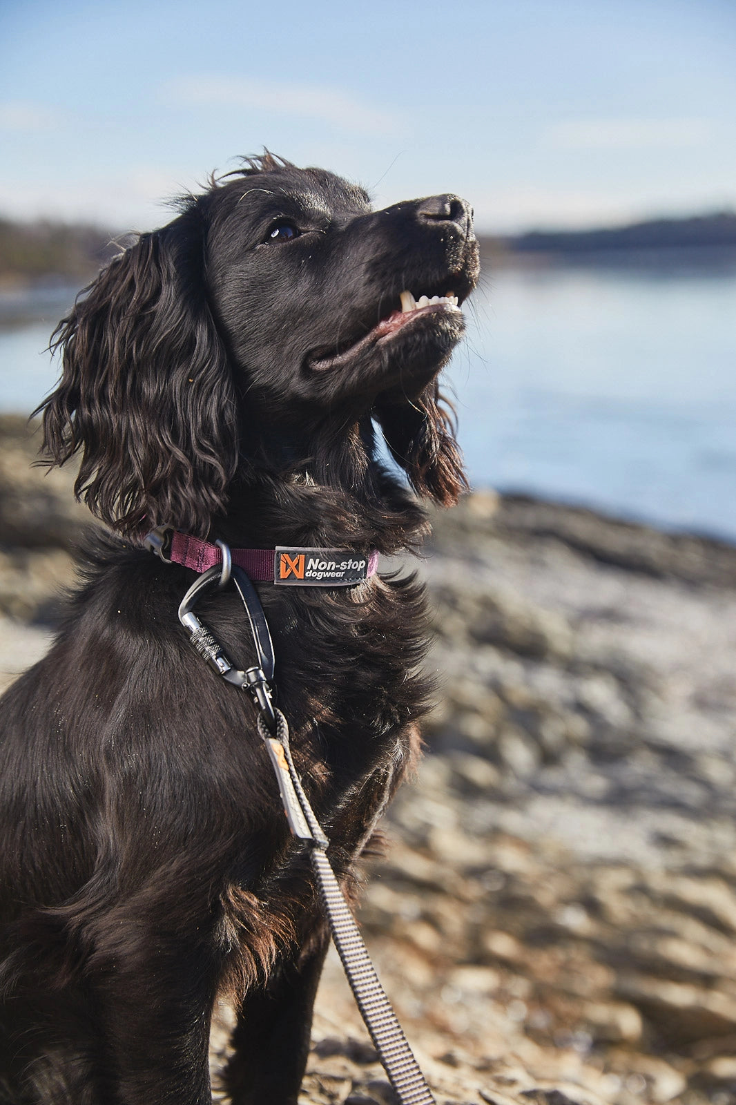 Tumble Collar Purple - Smáhundaól