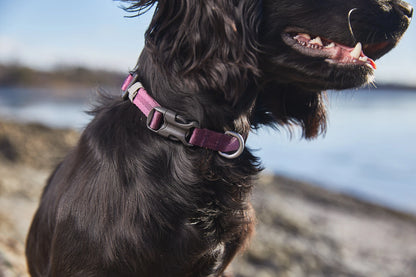 Tumble Collar Purple - Smáhundaól, mynd 2
